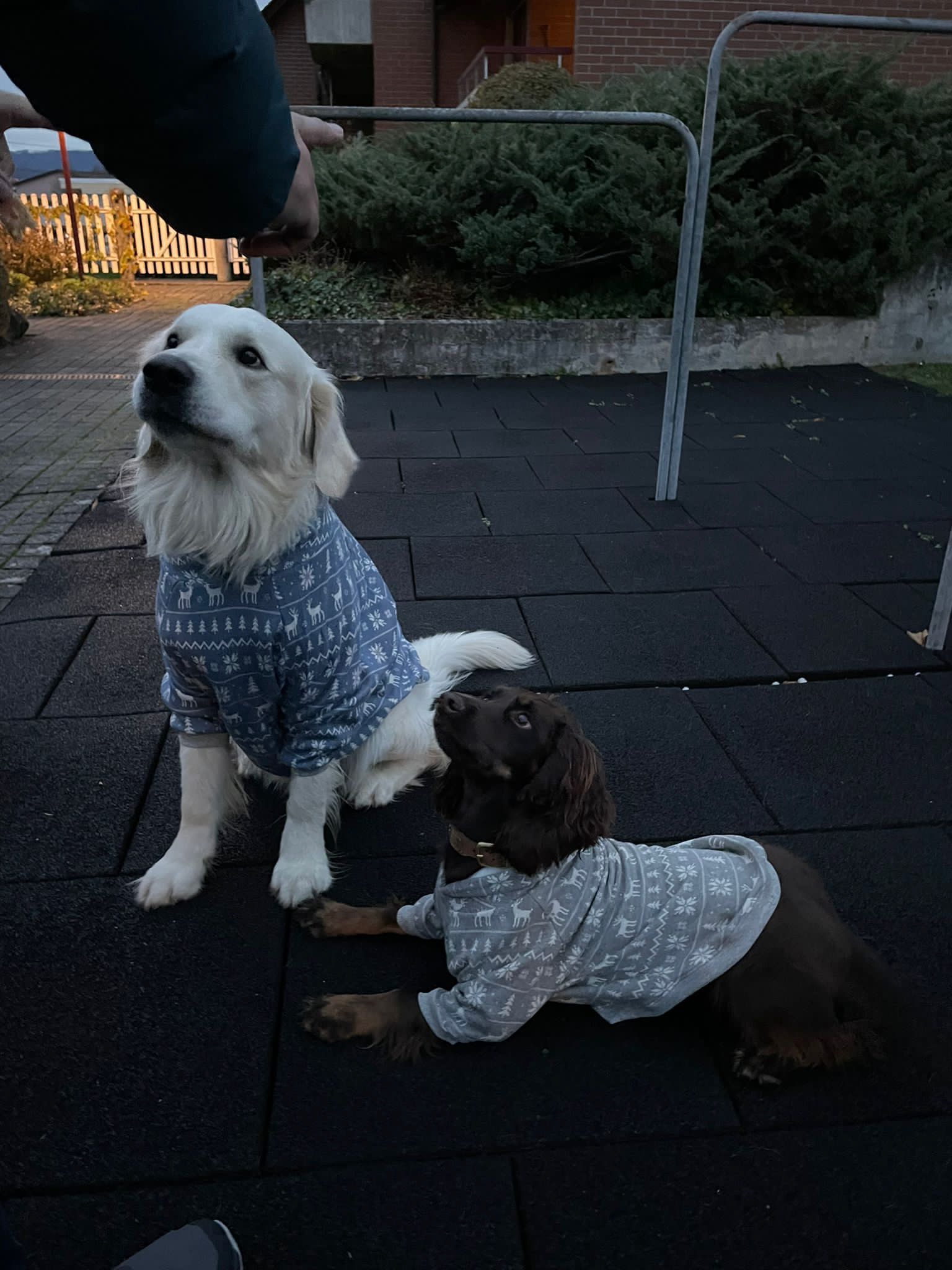 Dog*ee - Hunde Hoodie nach Mass – Bild 2