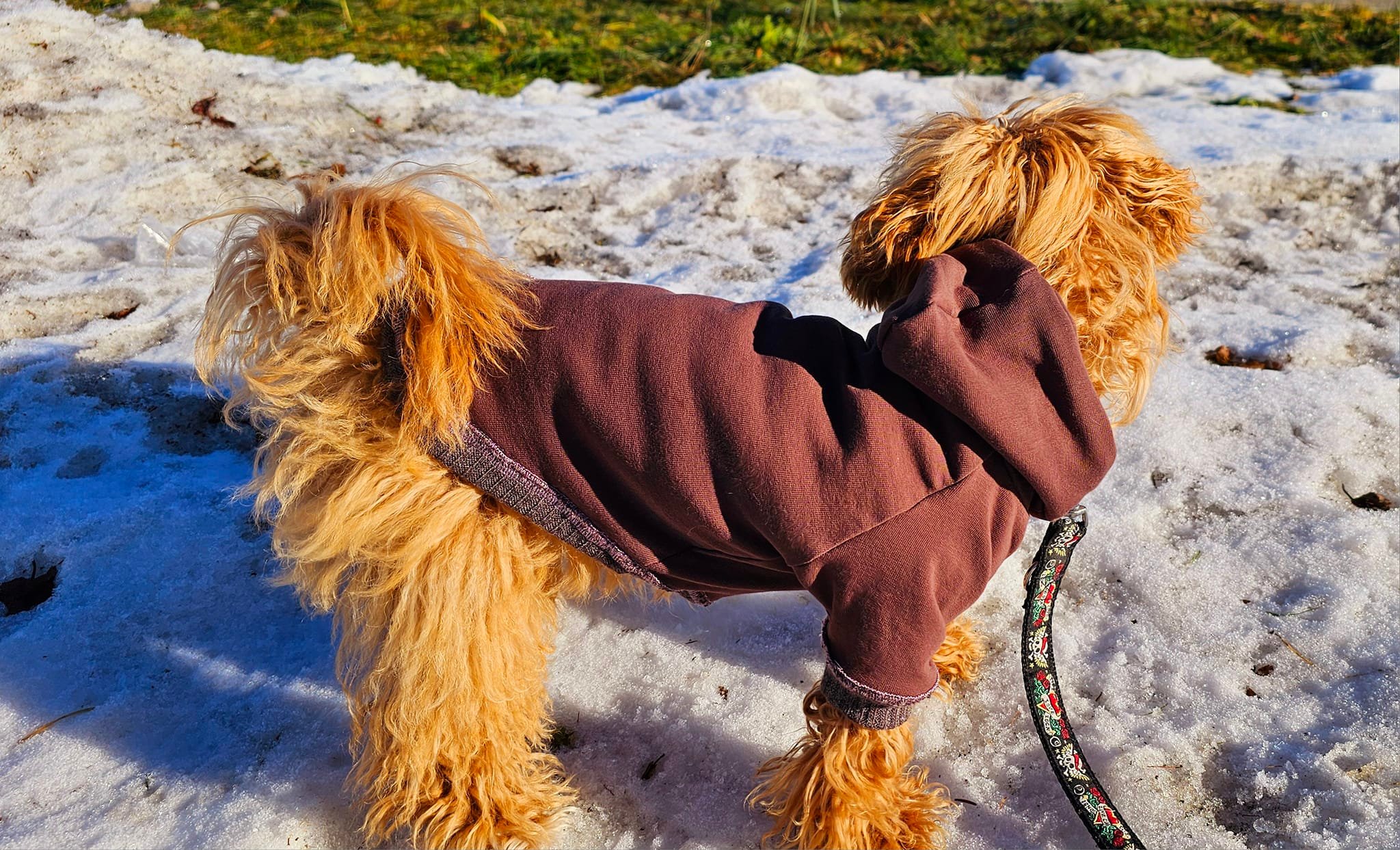 Dog*ee - Hunde Hoodie nach Mass – Bild 4