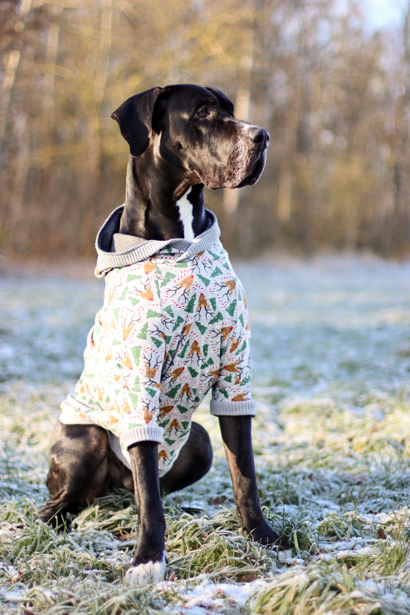 Dog*ee - Hunde Hoodie nach Mass – Bild 12