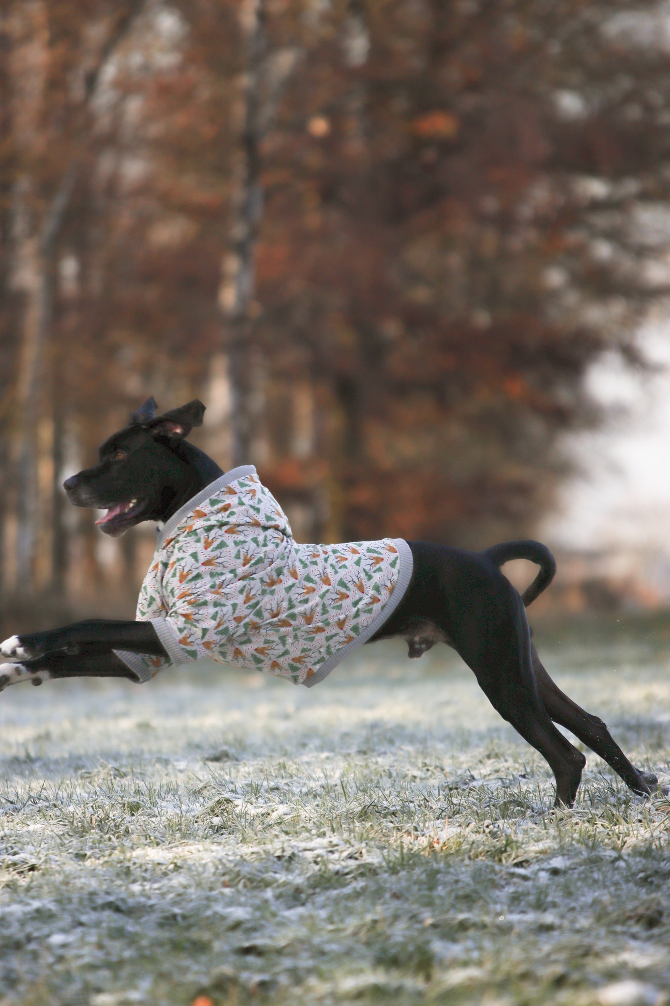 Dog*ee - Hunde Hoodie nach Mass – Bild 11